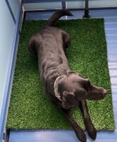 Kunstrasenmatte CHIARA 2