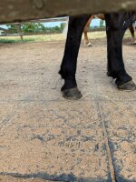 Lochplatte / Paddockplatte FRED