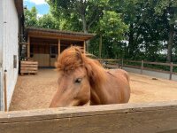 Lochplatte / Paddockplatte FRED