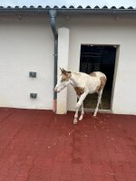 Verbundplatte "HILDEGARD" Rot