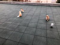 TINA 30mm mit Steckverbinder grün